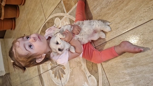 Bichon maltez cu carnet de vaccinari - imagine 3