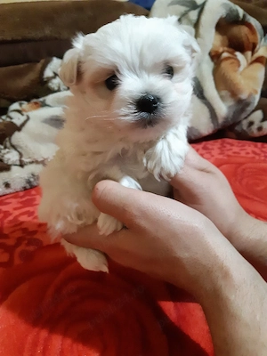 Bichon maltez femela  - imagine 3