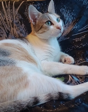Pisicuță adorabila 