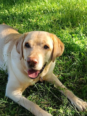 Donez labrador retriever auriu 