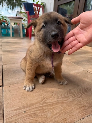 Cățeluși mamă Malinois și tată Akita
