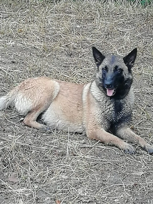 Cățeluși mamă Malinois și tată Akita - imagine 4