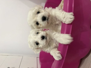 Bichon maltez de vanzare - imagine 2