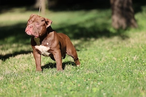 American Bully - imagine 3