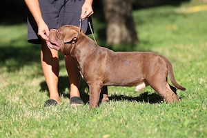 American Bully - imagine 4