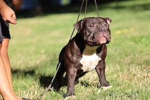 Mascul American Bully - imagine 4