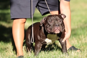 Mascul American Bully