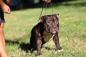 Mascul American Bully - imagine 3