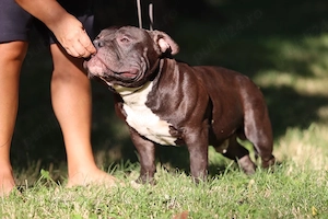 Mascul American Bully - imagine 5