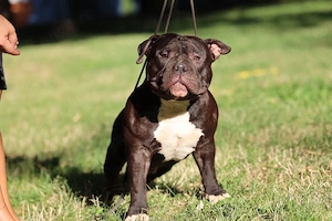 Mascul American Bully - imagine 2