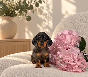 Teckel Miniature   Pitic cu pedigree!  - imagine 2