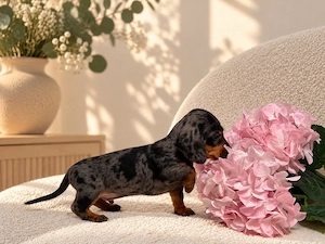 Teckel Miniature   Pitic cu pedigree! 