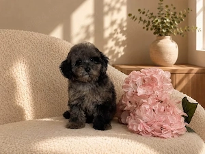 Pudel   Poodle Merle - Raritate in Romania!  - imagine 3