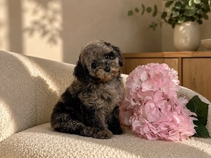 Pudel   Poodle Merle - Raritate in Romania!  - imagine 2