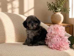 Pudel   Poodle Merle - Raritate in Romania! 