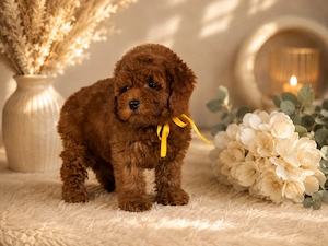Pudel   Poodle RED cu pedigree!  - imagine 3