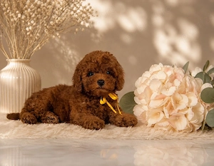 Pudel   Poodle RED cu pedigree! 