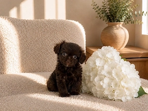 Maltipoo Chocolate - 2KG la maturitate!