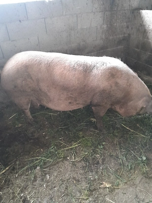 porc de vinzare  - imagine 3