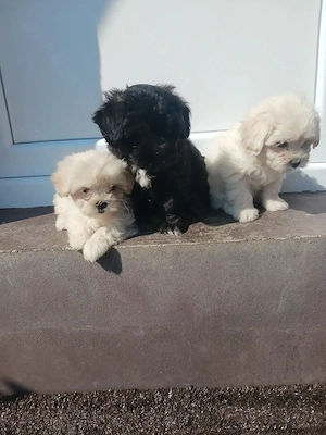 Catei bichon havanezi! - imagine 2