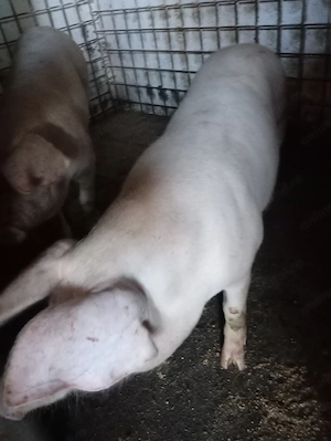 Porc tânăr disponibil - imagine 2