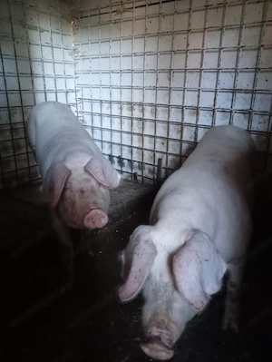 Porc tânăr disponibil