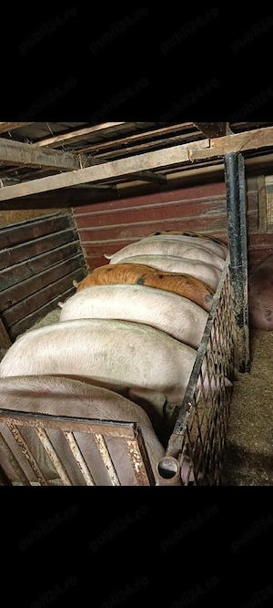 Vand porci 11,5 lei kg