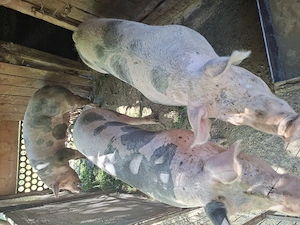 Vând porci de carne 14 lei kilu. - imagine 2