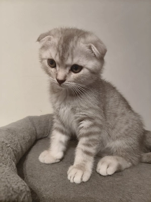 Pui de pisica Scottish Fold  - imagine 3