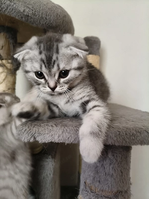 Pui de pisica Scottish Fold 