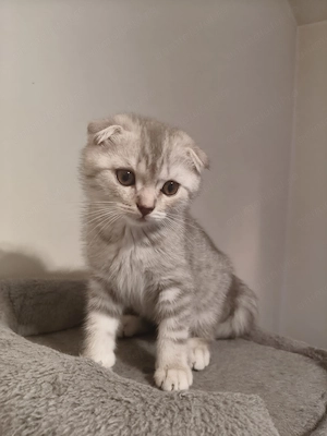 Pui de pisica Scottish Fold  - imagine 4