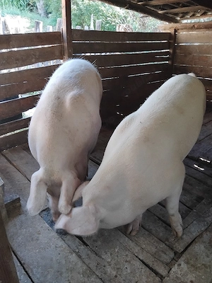 porci de țară   - imagine 3