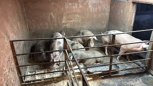 Porci de taiat la 100-150 kg - imagine 2