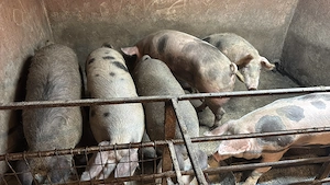 Porci de taiat la 100-150 kg