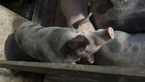 Porci de taiat la 100-150 kg - imagine 4