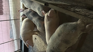 Porci de taiat la 100-150 kg - imagine 3