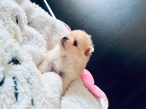 Pui Pomeranian - Rezervare 