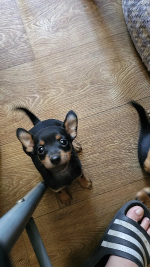 vand pinscher pitic 