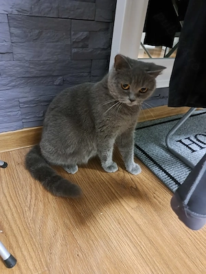 Puiuți  British Shorthair și femelă British Shorthair  - imagine 4