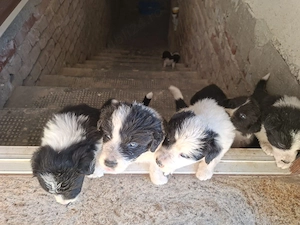 Vind cățeii Border Collie  - imagine 2