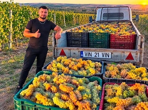 Vand struguri de vin 2 lei