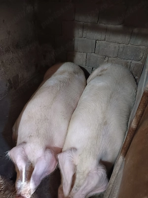 Vind  3 porci între 150 kg și 290 kg  - imagine 2