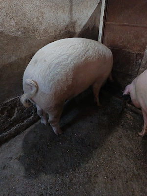 Vind  3 porci între 150 kg și 290 kg  - imagine 4