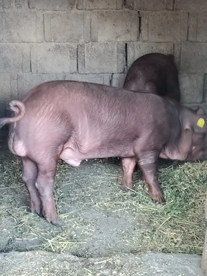 vand vieruți 