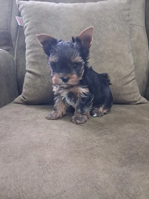 yorkshire terrier toy