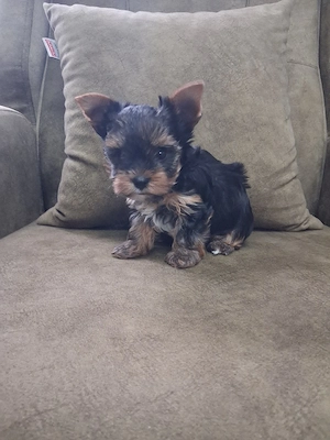 yorkshire terrier toy - imagine 3