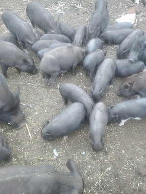  ,Vand vieri si purcei vietnamezi sau schimb, astept oferte..