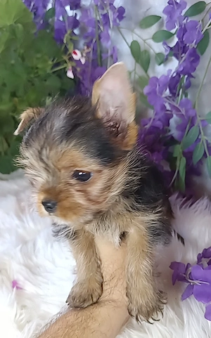 Baiat 3 luni Yorkshire terrier talia cea mai mica  - imagine 2