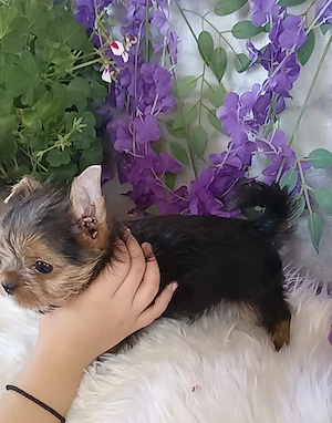 Baiat 3 luni Yorkshire terrier talia cea mai mica  - imagine 3
