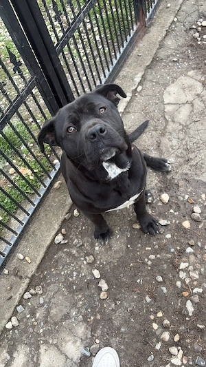 femela cane corso 1 an - imagine 2